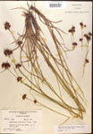 000015273-thumbnail.jpg