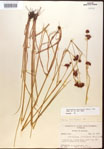 000015277-thumbnail.jpg