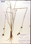 000015290-thumbnail.jpg