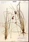 000015298-thumbnail.jpg