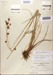 Rhynchospora