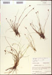 Rhynchospora