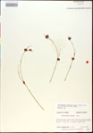 000015368-thumbnail.jpg