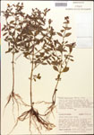 000015388-thumbnail.jpg