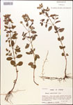000015390-thumbnail.jpg