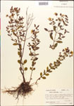 000015392-thumbnail.jpg