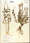 000015485-thumbnail.jpg
