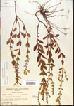 000015487-thumbnail.jpg