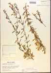 Scutellaria