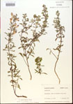 000015501-thumbnail.jpg