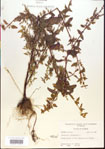 000015600-thumbnail.jpg