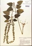 000015620-thumbnail.jpg