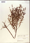 000015702-thumbnail.jpg