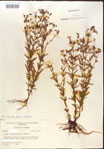 Rhexia