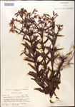 000015746-thumbnail.jpg