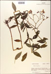 000015748-thumbnail.jpg