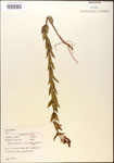 000015754-thumbnail.jpg