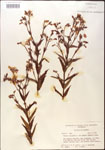 Rhexia