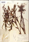 000015761-thumbnail.jpg