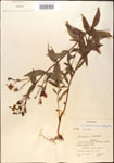 000015762-thumbnail.jpg