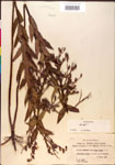 000015768-thumbnail.jpg