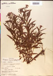 000015771-thumbnail.jpg