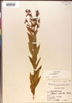000015772-thumbnail.jpg