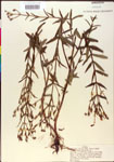 000015776-thumbnail.jpg