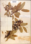 000015801-thumbnail.jpg