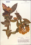 000015815-thumbnail.jpg