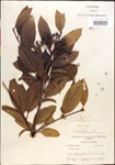 000015828-thumbnail.jpg