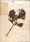 Viburnum