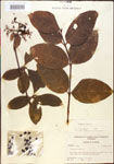 000015842-thumbnail.jpg
