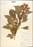 000015853-thumbnail.jpg