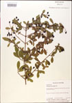 000015858-thumbnail.jpg