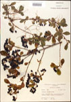 000015862-thumbnail.jpg