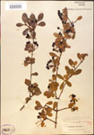000015863-thumbnail.jpg