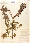 000015874-thumbnail.jpg