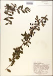 000015886-thumbnail.jpg