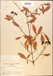 000015894-thumbnail.jpg