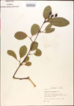 000015903-thumbnail.jpg