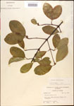 000015906-thumbnail.jpg