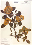 000015908-thumbnail.jpg