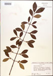 000015910-thumbnail.jpg