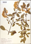 000015914-thumbnail.jpg