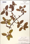000015919-thumbnail.jpg