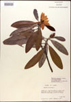 000016199-thumbnail.jpg