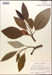 000016201-thumbnail.jpg