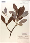 000016203-thumbnail.jpg
