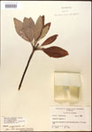 000016208-thumbnail.jpg